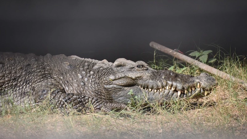 В марте креативные мошенники заработали на доверчивых сахалинцах 6,3 миллиона рублей