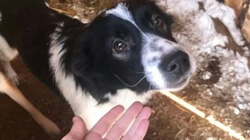 В центре Сахалина отловят около 600 бродячих собак