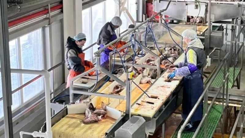 Сахалинский рыбозавод «Невод» оказался под угрозой лишения инвестквот