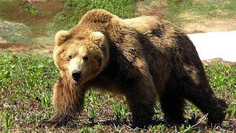 Сезон охоты на бурого медведя откроют с 10 августа на Сахалине и Курилах