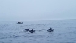Видеофакт: дельфины сопровождали туристов на Сахалине