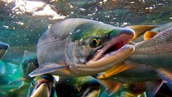 Стратегию лососевого промысла в 2022 году обсудили на Сахалине