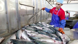 Лососёвая путина стартовала на Сахалине