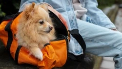 «Авито Путешествия»: все больше россиян выбирают квартиры для проживания с питомцами