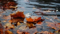 Мощный циклон и смерть пенсионерки: громкие новости сентября-2023 на Сахалине