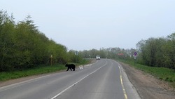 Двоих медведей заметили в 100 метрах от работающих людей в Охинском районе