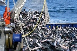 Полны невода