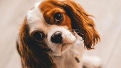 Подростки жестоко расправились с собакой на Сахалине