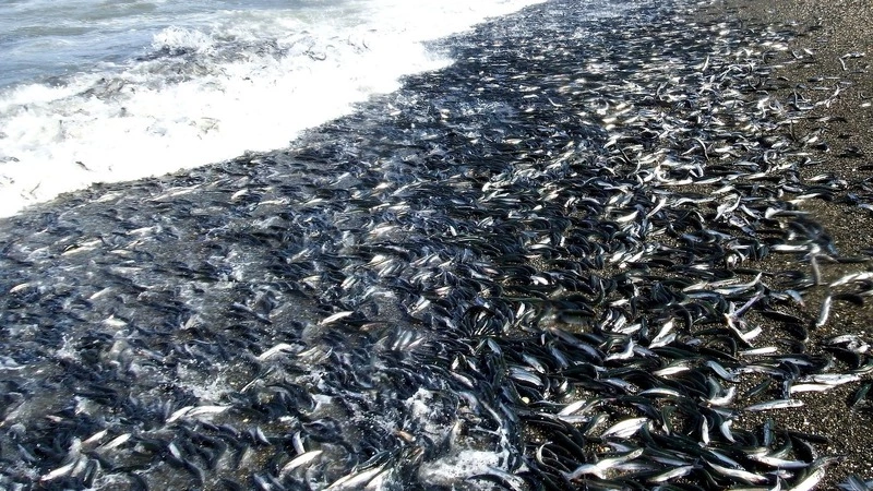 Ночью на берег Томари выбросило тысячи рыбин