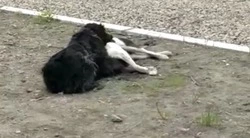 На Сахалине собака пыталась «оживить» мертвого друга — ВИДЕО