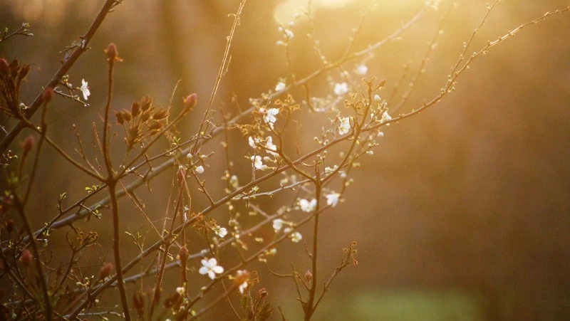 Синоптики прогнозируют на севере Сахалина ливни, на Курилах — туманы 16 мая
