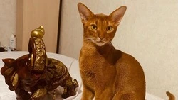 Вознаграждение – 15 тысяч рублей: в Южно-Сахалинске пропал родословный рыжий кот 