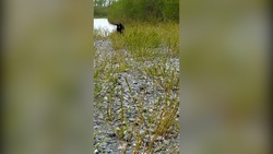 Медведь внезапно появился и напугал рыбаков в центре Сахалина — ВИДЕО