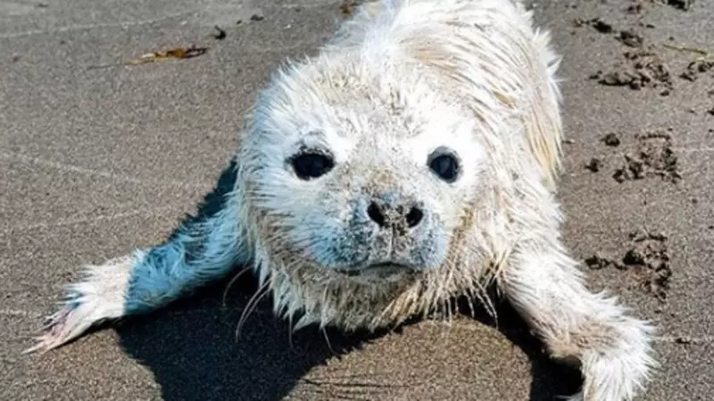 Сахалинцы встретили детеныша кольчатой нерпы на побережье у мыса Слепиковского