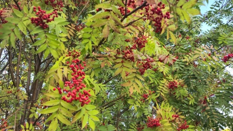 Что приготовить из красной рябины: эти рецепты вы обязаны попробовать