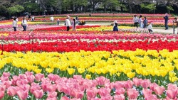 В японском городе расцвели 1,8 млн тюльпанов