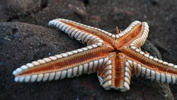 Морскими звездами и крабами усыпало берег Сахалина