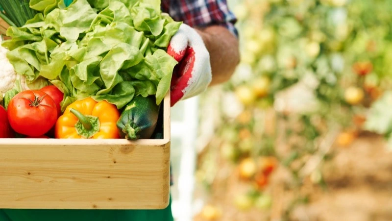 Жителям Сахалина напомнили о местах для продажи излишков урожая