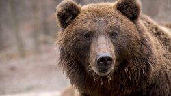 Иностранцам предложили поохотиться на медведя на Дальнем Востоке за 7 млн рублей