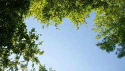 До +25 градусов и солнце: прогноз погоды в Южно-Сахалинске 7 августа