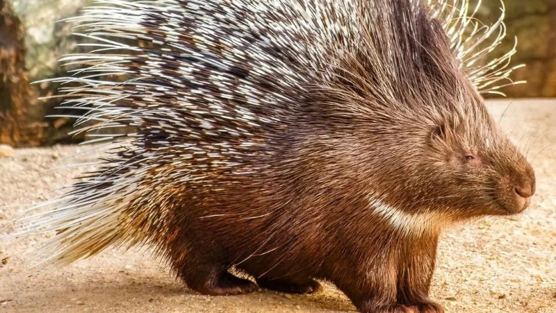 Сахалинские дикобразы вошли в год Тигра, не зная своих имен