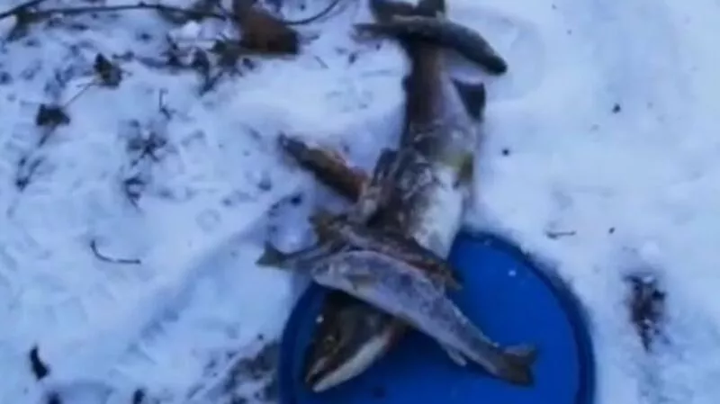 На Сахалине в разгар корюшкового сезона рыбак вытащил из лунки горбушу