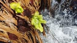 Уникальное растение проклюнулось из-под земли на юге Сахалина