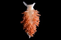 Ученые нашли уникального моллюска на Курилах