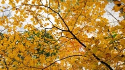  Минусовые отметки и западный ветер установятся в Южно-Сахалинске 20 октября 