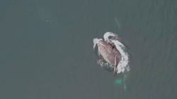Горбатый кит устроил трапезу у берегов Шумшу — ВИДЕО