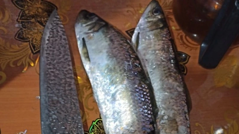 Женщина добыла два ведра жирной селедки в Томаринском районе