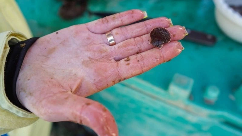 На Сахалине обновили популяцию морского гребешка, выпустив 150 тысяч подрощенных особей