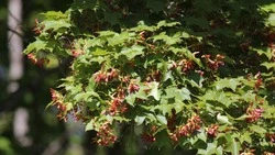 Кадрами цветущего Кунашира поделились сотрудники Курильского заповедника