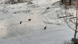 После череды нападений бездомных псов в Южно-Сахалинске провели отлов
