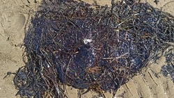 Траву в мазуте снова заметили на пляже в Александровске-Сахалинском