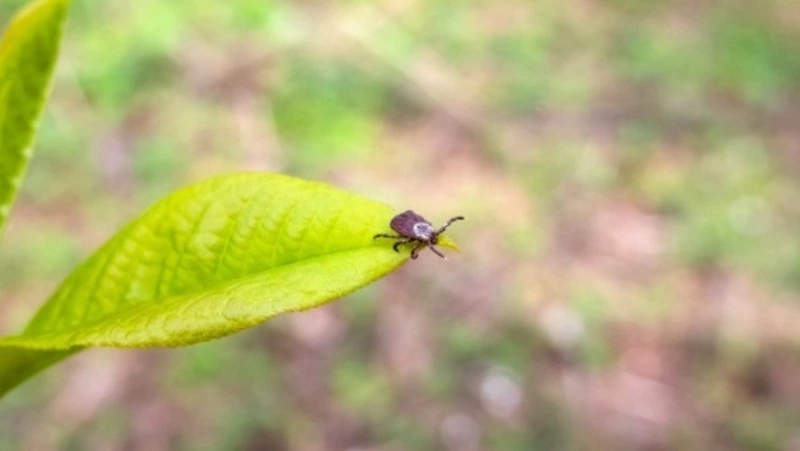 Боррелиоз обнаружили в 17 клещах за неделю на Сахалине