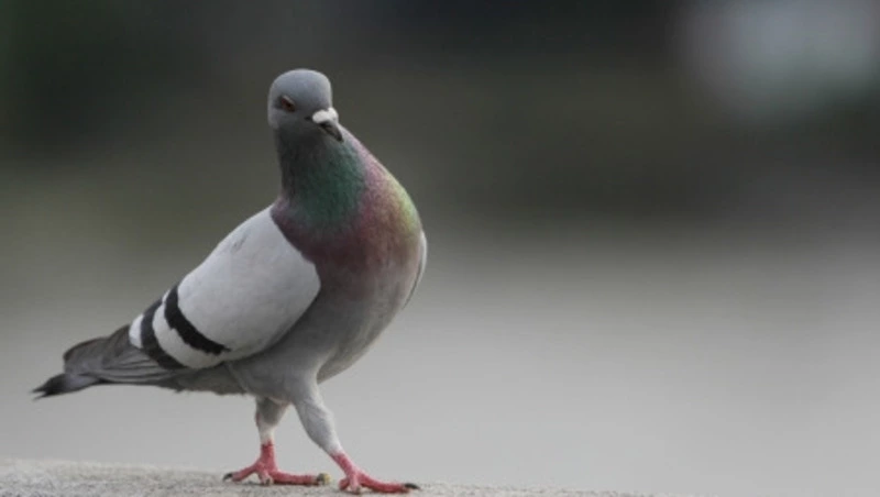 Птичий помет оставил без света библиотеку в Углегорске