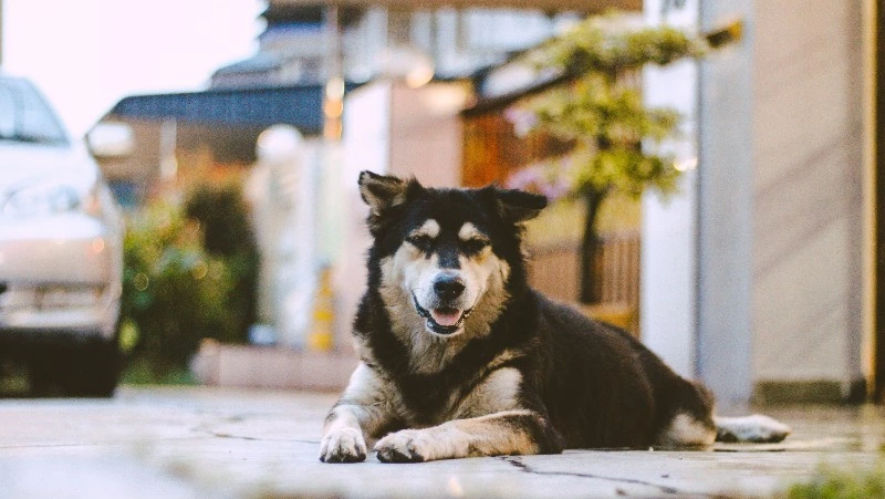 Госдума: бездомными животными должны заниматься чиновники