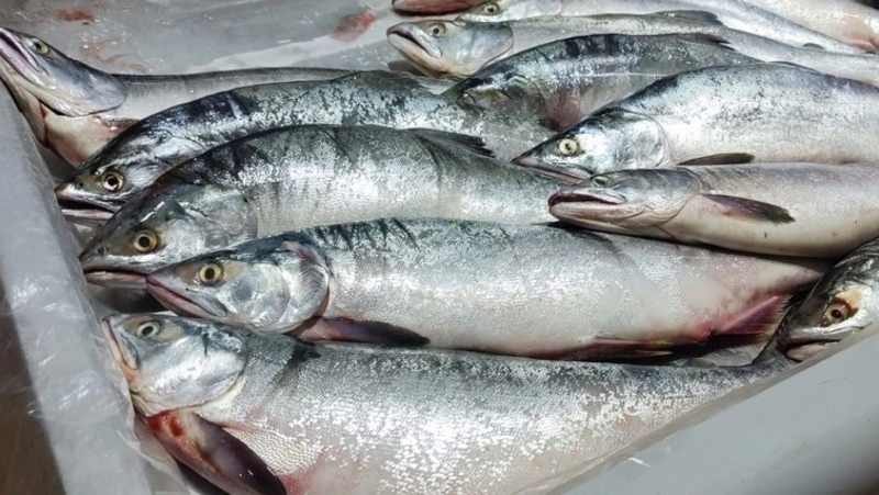Новую партию свежей горбуши привезут в села Корсаковского района 21 августа 
