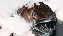 За незаконный вылов рыбы жителя Курильского района оштрафовали свыше чем на 662 тыс и дали «условку»