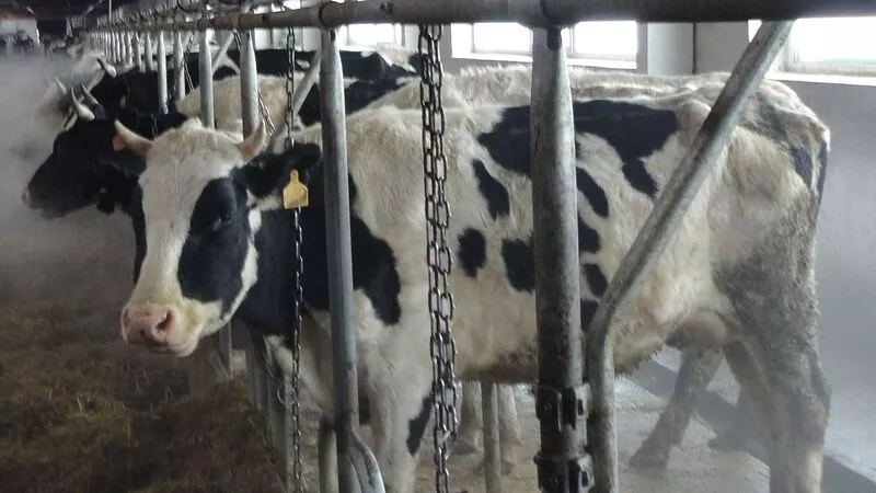 Стадо коров сгорело заживо на севере Сахалина