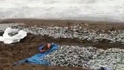 Браконьеры оставили тонны рыбы на берегу в Углегорске, убегая от полиции