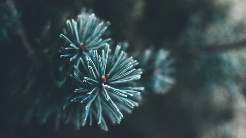 Где продают самые дешевые новогодние ели в Сахалинской области?