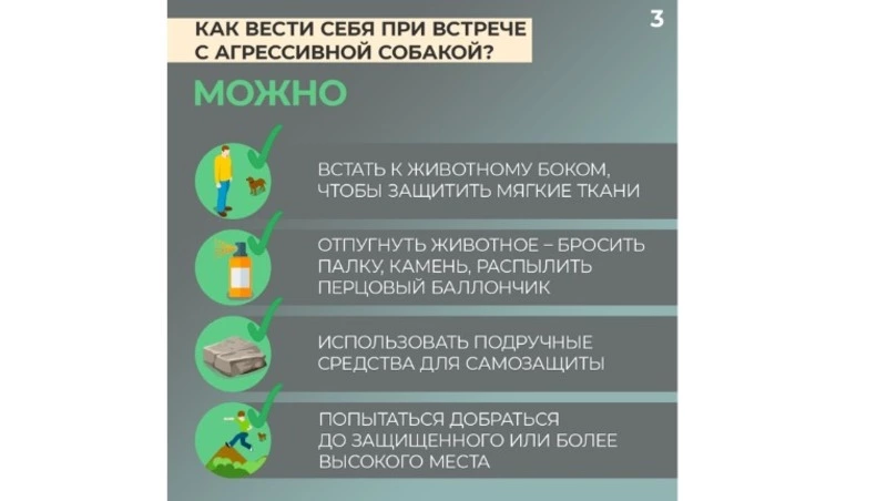 Против бродячих собак может сработать секретный прием