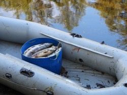 Браконьер в Охинском районе поймал рыбу на 160 тысяч рублей