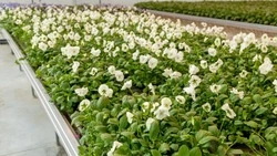 Яркие цветы украсят Южно-Сахалинск ко Дню Победы