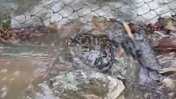 «Никто не терял?»: в Южно-Сахалинске черепаха попала на улицу после ливня 1 сентября