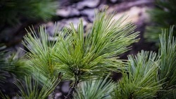 На Сахалине и Курилах изменился климат. Доказательства нашли на деревьях