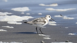 На Курилах японские и русские школьники приняли участие в Международных днях наблюдения птиц