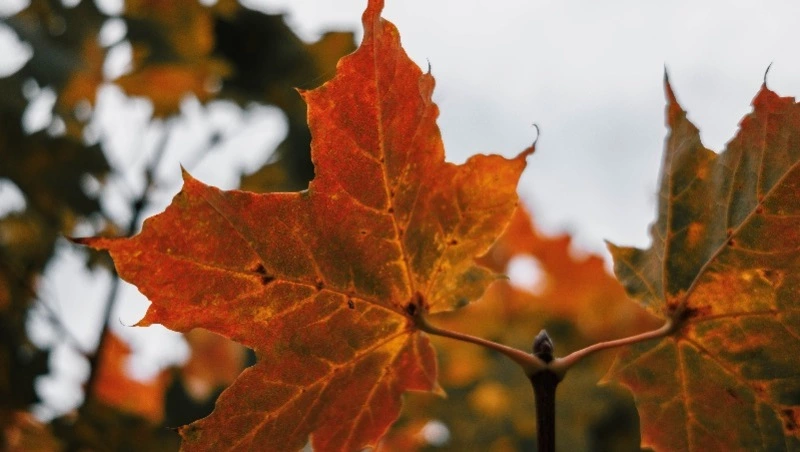 Вильфанд: температура воздуха в октябре на Сахалине была ниже нормы